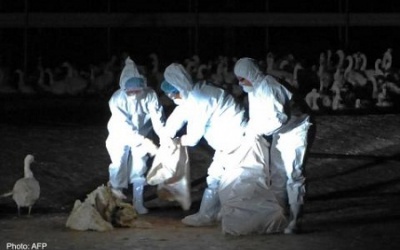 Biến thể virus cúm chủng H5N2 mới