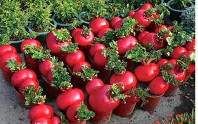 “Săn” củ cải đỏ chơi Tết – 'Mốt' mới của dân Hà Thành