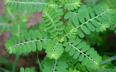 Uống cây diệp hạ châu có bị vô sinh?