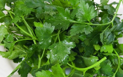 Tinh dầu rau mùi giúp tiêu diệt 12 loại vi khuẩn