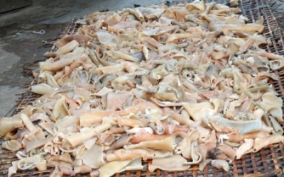 Bắt hơn nửa tấn bì thối sắp đưa vào cơ cở chế biến nem chua