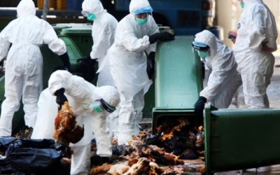 Canada ghi nhận ca nhiễm cúm H7N9 đầu tiên