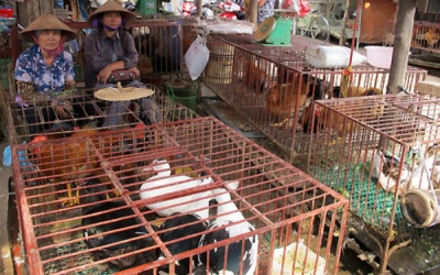  Dịch cúm gia cầm đe dọa xâm nhập Việt Nam