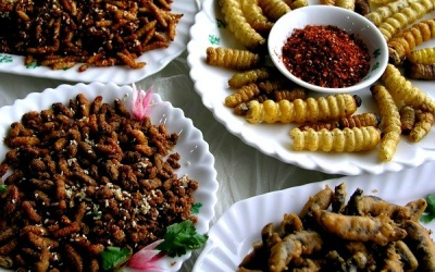 Ăn côn trùng như thế nào để không hại sức khỏe