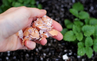 Công dụng của vỏ trứng