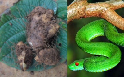 'Cây lạ' chữa rắn cắn