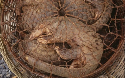 Bắc Ninh: Vội vàng bán đấu giá động vật hoang dã