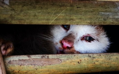 Tiêu hủy hàng ngàn con mèo có nguồn gốc từ Trung Quốc