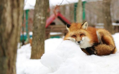 Ngôi làng dành riêng cho... cáo tại Nhật Bản