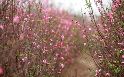 Giới trẻ nô nức đi chụp ảnh ngày Tết