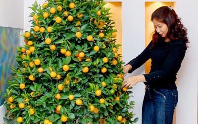 Chưng quất đẹp - An khang thịnh vượng cả năm 