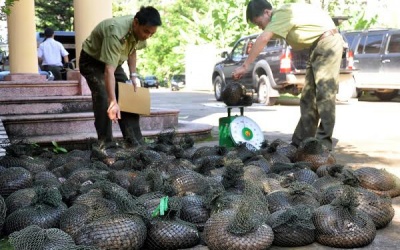Bắc Ninh sai hay đúng khi bán đấu giá tê tê quý hiếm?!