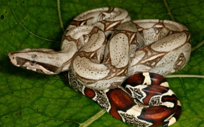 Chữa bệnh từ mật con trăn