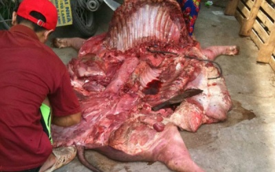 Kinh hãi với 101 cách chế biến lợn chết, bệnh