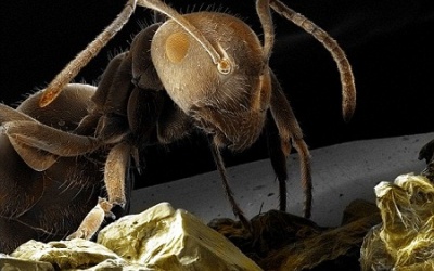 Tự nhiên kỳ thú: Kiến cũng có nhà vệ sinh để... trồng rau!