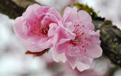 Tuyệt chiêu làm đẹp siêu nhanh với hoa đào