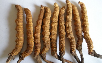 Đông Trùng Hạ Thảo nguyên con: Giá nào mới chuẩn?