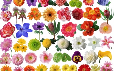 Chữa bệnh từ các loài hoa