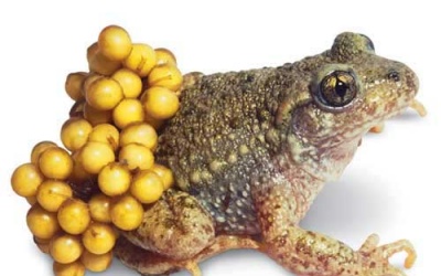 Bé bị còi xương có nên ăn thịt cóc?