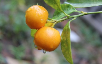 Một số bài thuốc hay trị bệnh từ quả quất