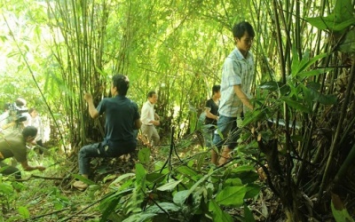 Dọn vườn: Bị ong đốt đến tử vong