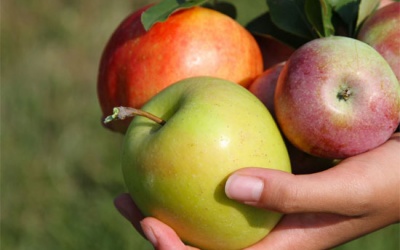 Hoa quả ướp hóa chất nửa năm không hỏng là vô căn cứ