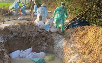 Sóc Trăng xuất hiện 3 ổ dịch cúm gia cầm