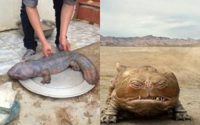 Sự thật về 'quái thú' gây xôn xao ở Vĩnh Phúc