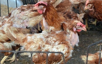 Liên tục xuất hiện các chủng virus cúm A mới