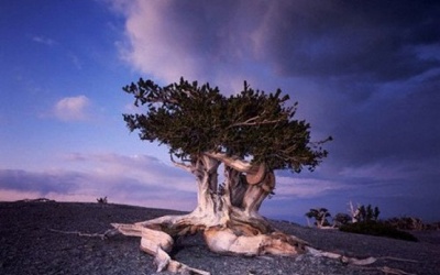 10 cây cổ thụ thọ nhất thế giới