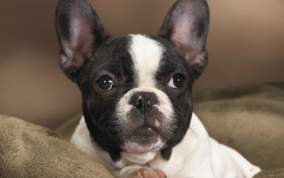 Ai sẽ chịu trách nhiệm về con chó chết trên máy bay?