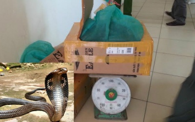 Gần tạ rắn hổ mang chúa 'đi' xe khách Hoàng Long