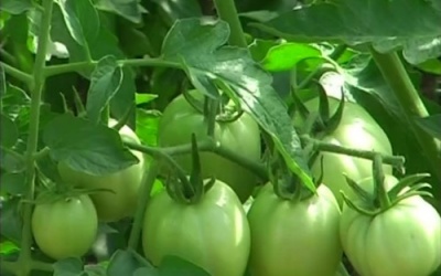 Những thực phẩm ăn nhiều sẽ chết sớm