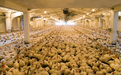 Báo động bùng phát dịch cúm gia cầm ở Hà Lan