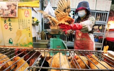 Vì đâu dịch H7N9 bùng phát ở Trung Quốc?