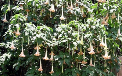 Những lợi ích không ngờ từ 'Hơi thở của quỷ'