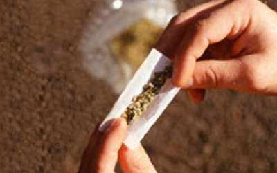 “Cỏ Mỹ” gây chứng hoang tưởng mạnh