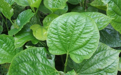 Thảo dược nào dùng để chữa viêm khớp?