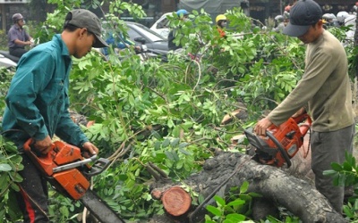 Yêu cầu rà soát việc chặt bỏ, thay thế 6.700 cây xanh tại Hà Nội