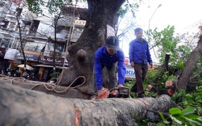 Dừng đề án thay thế 6.700 cây xanh