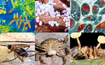 7 loại ký sinh trùng chủ bắt vật chủ làm theo ý mình