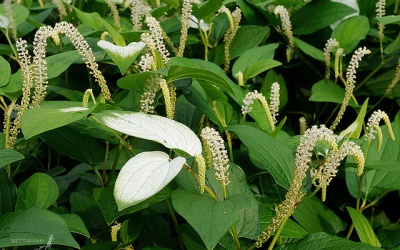 Những bài thuốc dân gian hay từ cây hàm ếch