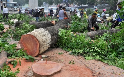 'Sát hại' cây xanh là hủy hoại sức khỏe và làm mất cân bằng hệ sinh thái