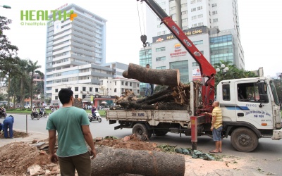 Chặt một cây xà cừ 'ngốn' gần 36 triệu đồng