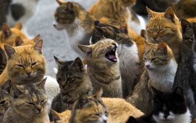 Thăm đảo mèo ở Nhật Bản