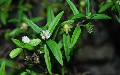 Cây nhọ nồi: Thuốc quý dùng hay