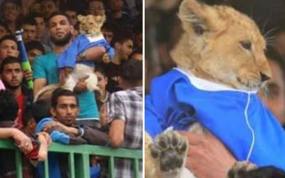 Chuyện lạ: Bế sư tử cưng đi xem bóng đá