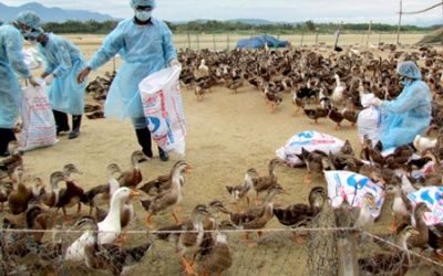 Nghệ An xuất hiện ổ dịch cúm A(H5N6) trên gia cầm