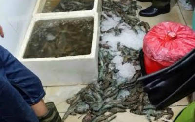 Dùng xi lanh bơm thạch Agar 'tăng cân' cho tôm đông lạnh