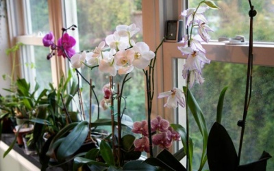 Top 10 cây cảnh giúp lọc sạch không khí trong nhà